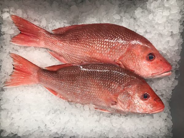 Red Snapper